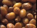 The moussem of dates