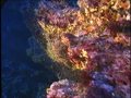 Corail rouge de Méditerranée