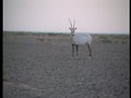 L' oryx  d' Arabie